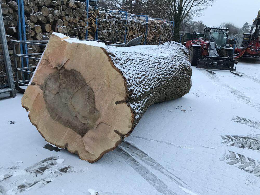 Stamm einer Esche für das Sägewerk Siebenhütter